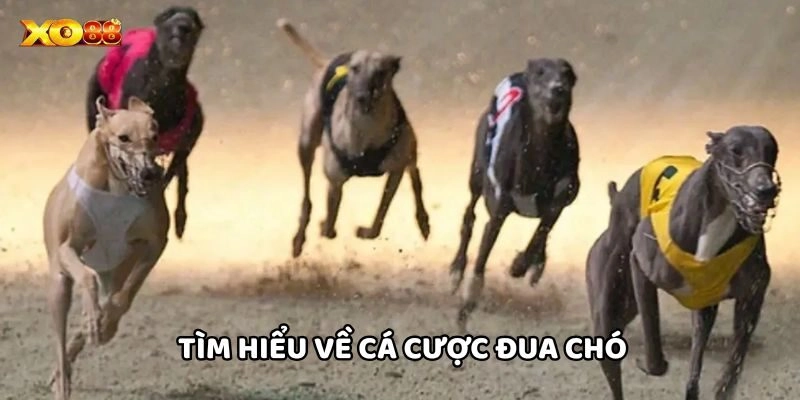 Tìm hiểu về Cá Cược Đua Chó